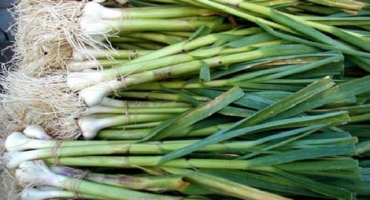 Když potřebujete odstranit jarní česnek ze zahrady na uskladnění?